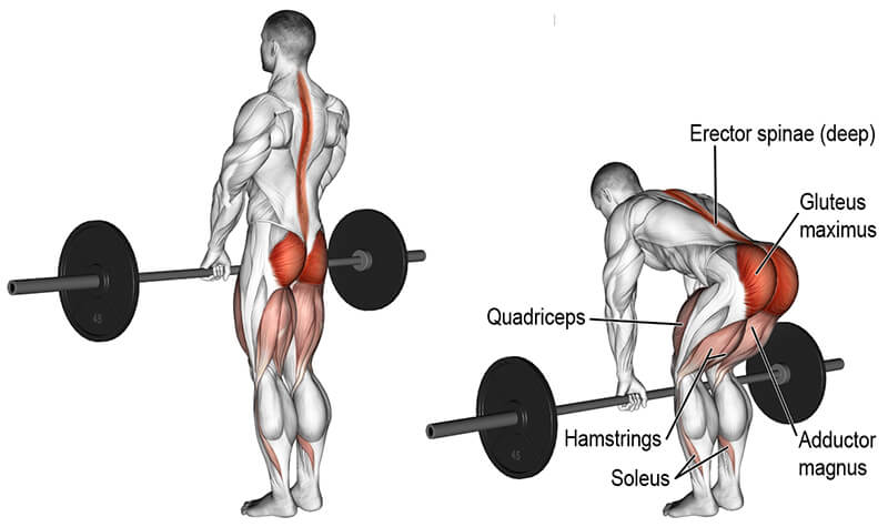 musculos que trabajan en deadlift peso muerto